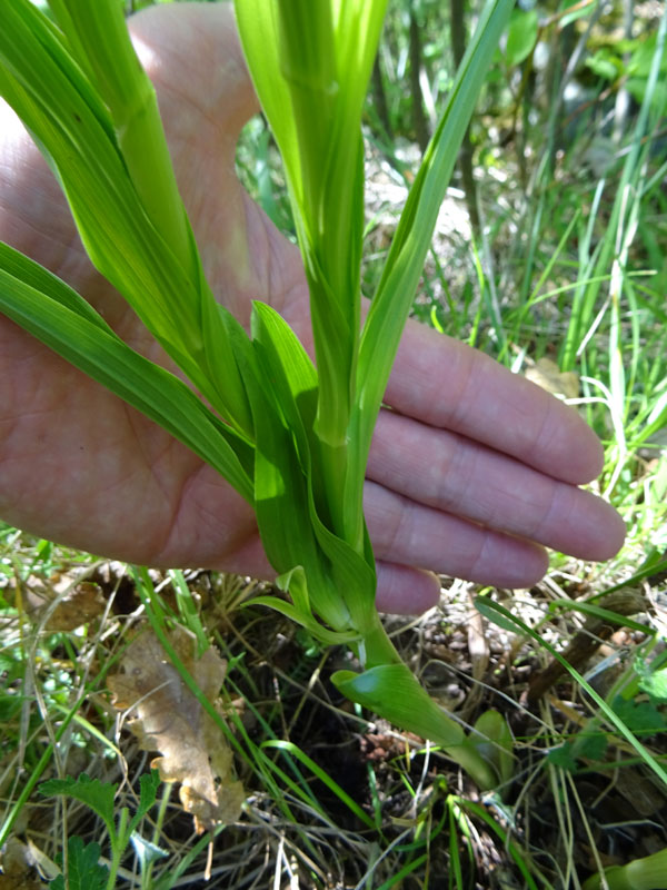 una longifolia con 2 steli.....anomalia ? (: fasciazione)